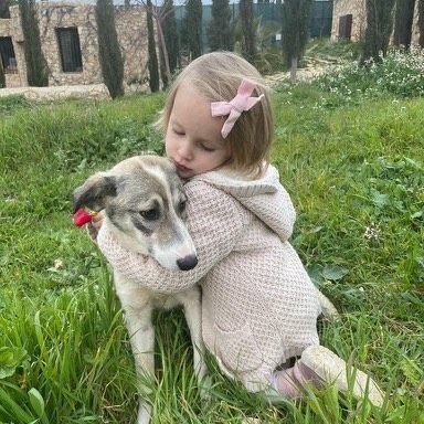 Bila CS, an adoptable Shepherd & Canaan Dog Mix in Highland, MD_image-2