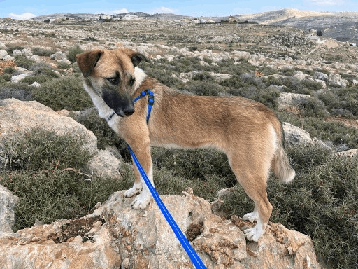 Nalda CS, an adoptable Shepherd & Canaan Dog Mix in Highland, MD_image-1