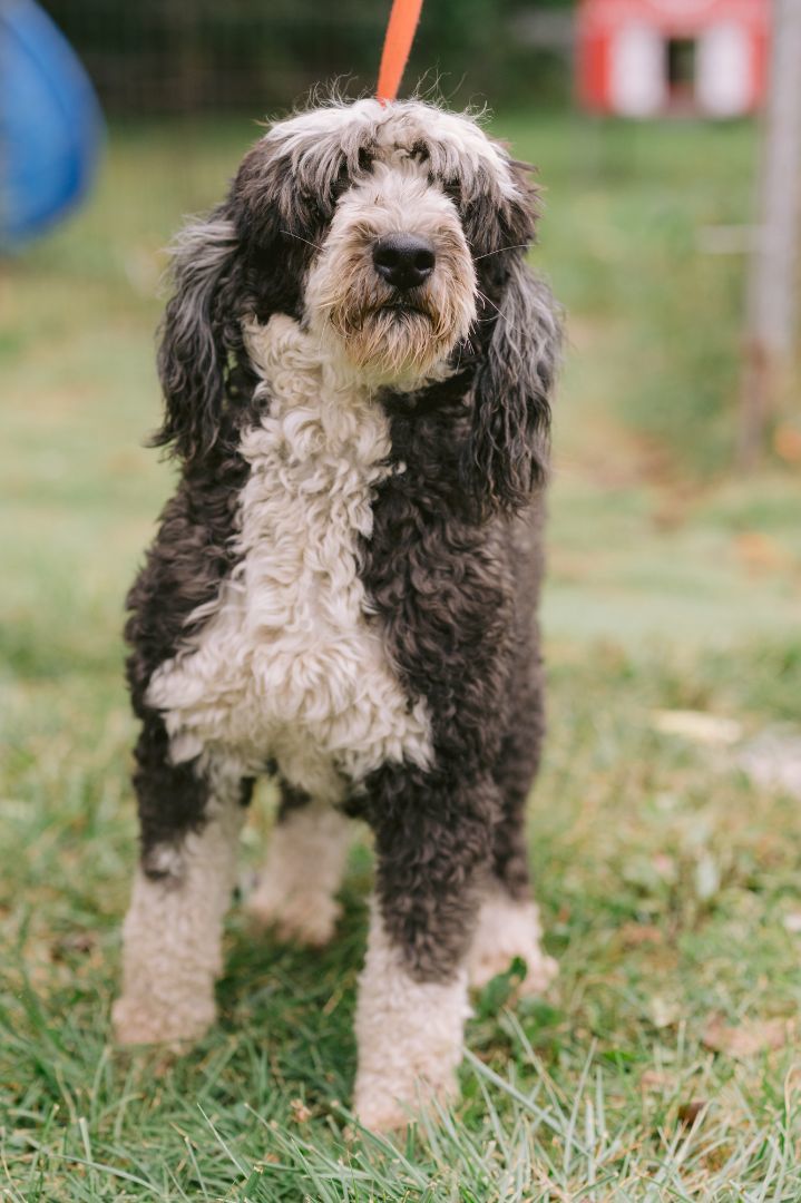 Trinity, an adoptable Bernedoodle in Zionsville, IN, 46077 | Photo Image 1