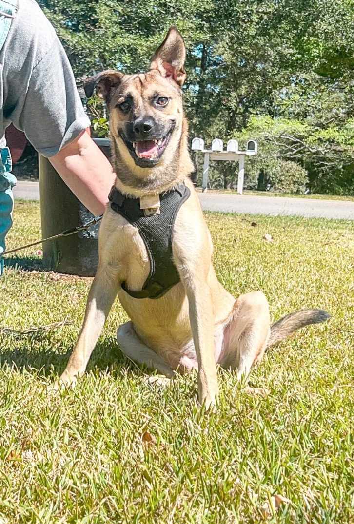 Little Man, an adoptable Puggle in Marion, MS, 39342 | Photo Image 4