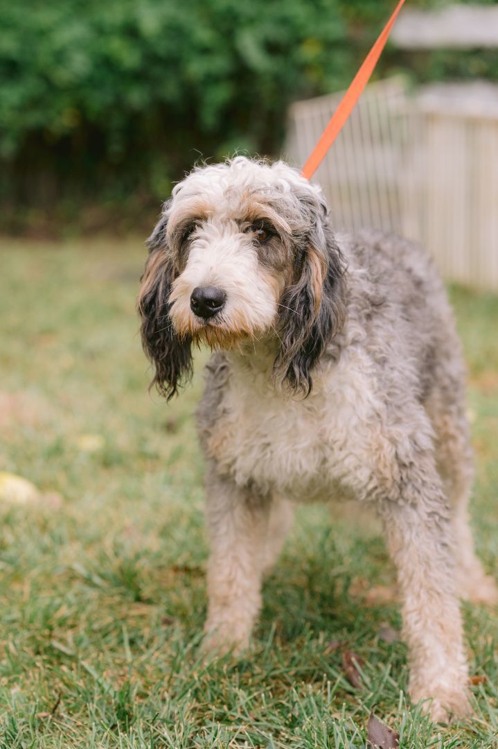Patty, an adoptable Bernedoodle in Zionsville, IN, 46077 | Photo Image 1