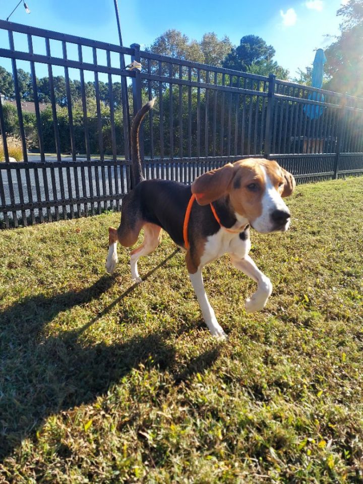 Bluetick 2024 bloodhound mix