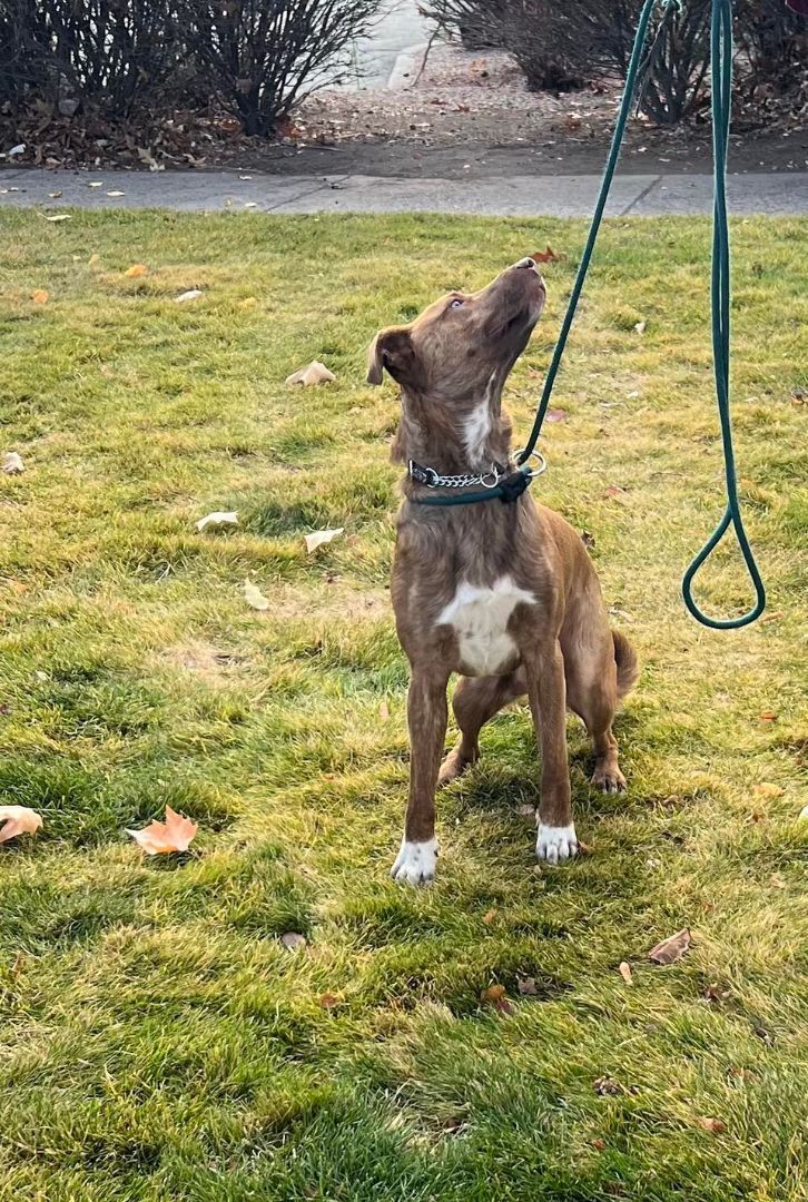 Max, an adoptable Border Collie in Bend, OR, 97702 | Photo Image 2