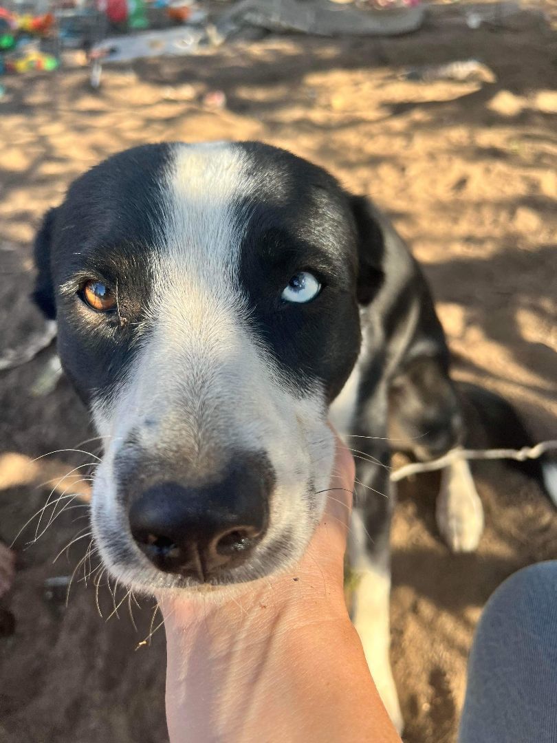 Max, an adoptable Border Collie in Bend, OR, 97702 | Photo Image 5