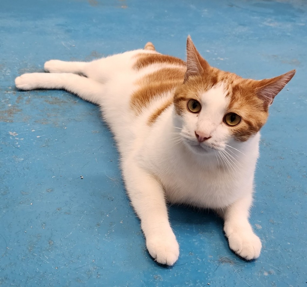 Chewy, an adoptable Domestic Short Hair in Muskegon, MI, 49443 | Photo Image 1