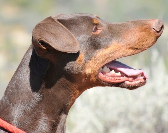 Diesel dobermans 2024