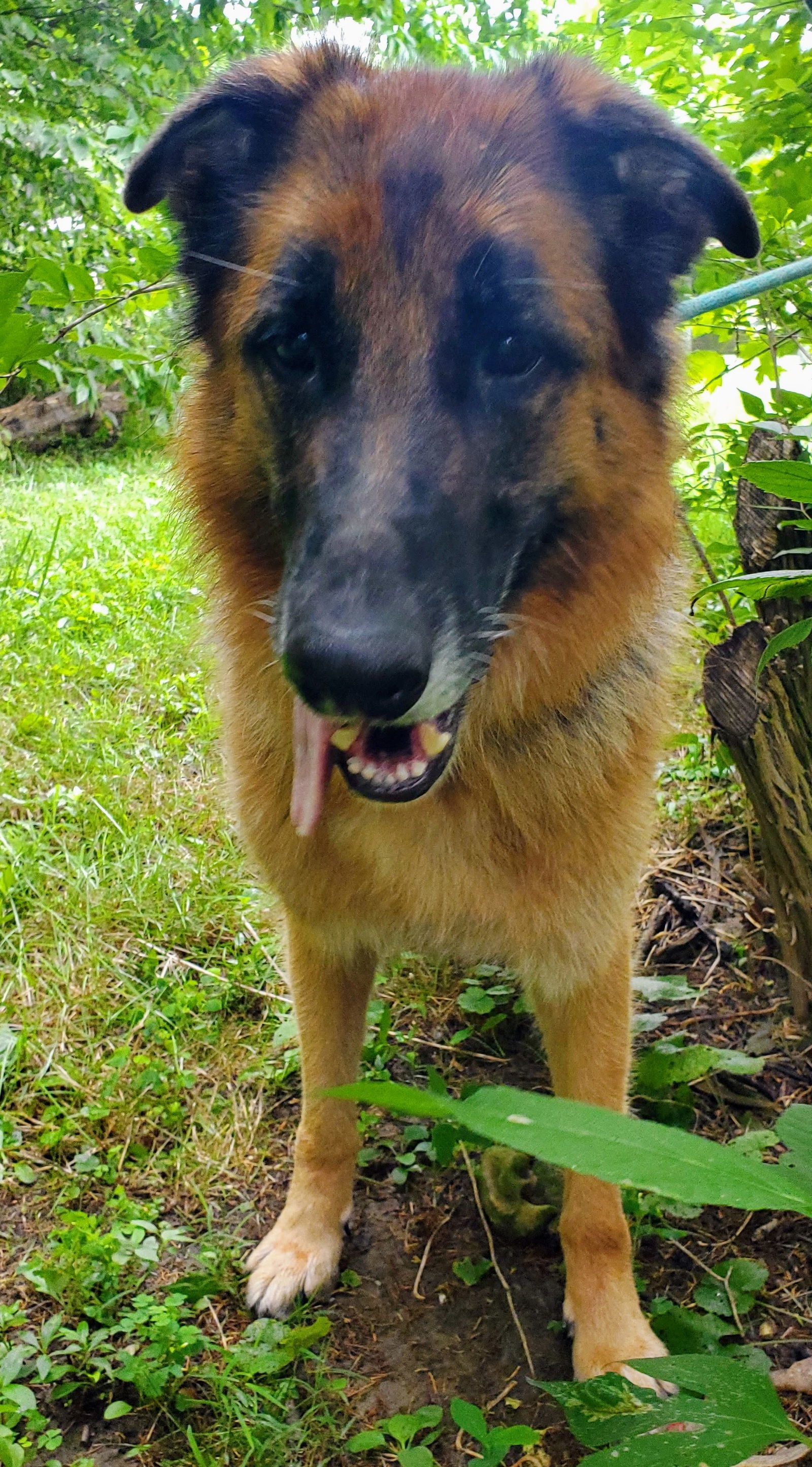 Gia, an adoptable German Shepherd Dog in Louisville, KY, 40243 | Photo Image 1