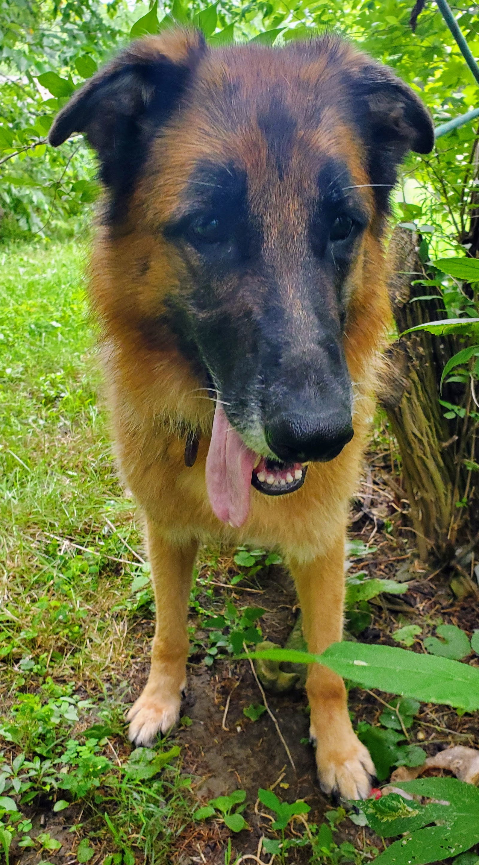 Gia, an adoptable German Shepherd Dog in Louisville, KY, 40243 | Photo Image 2