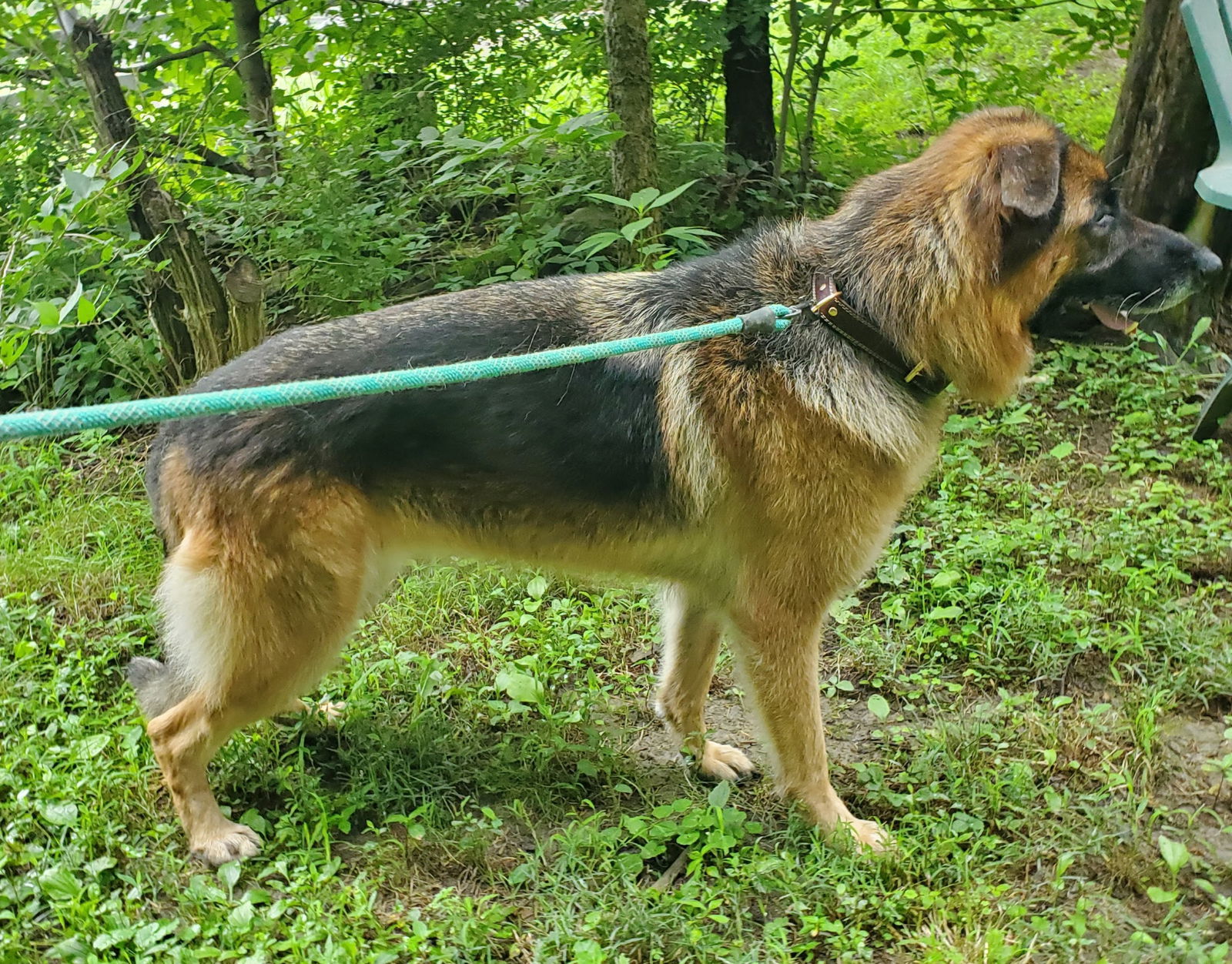 Gia, an adoptable German Shepherd Dog in Louisville, KY, 40243 | Photo Image 3