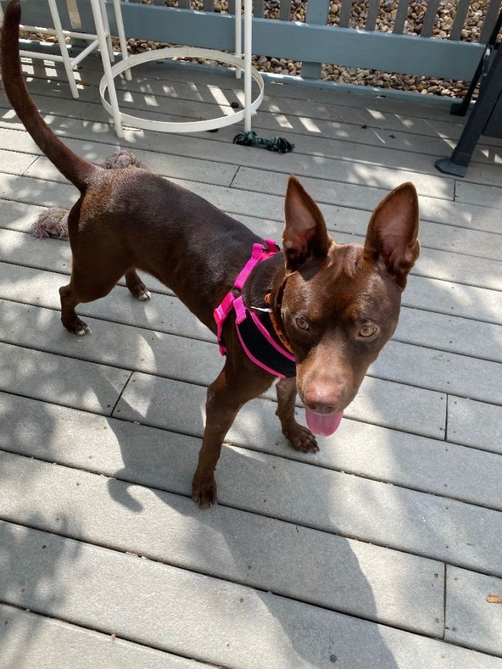 austrian pinscher pitbull mix