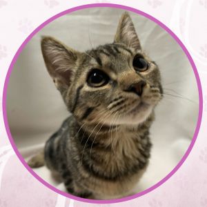 Pepper, Young Female unknown