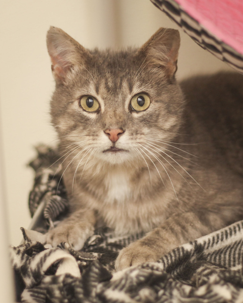 Tigger #4, an adoptable Domestic Medium Hair, Tabby in Westfield, WI, 53964 | Photo Image 2