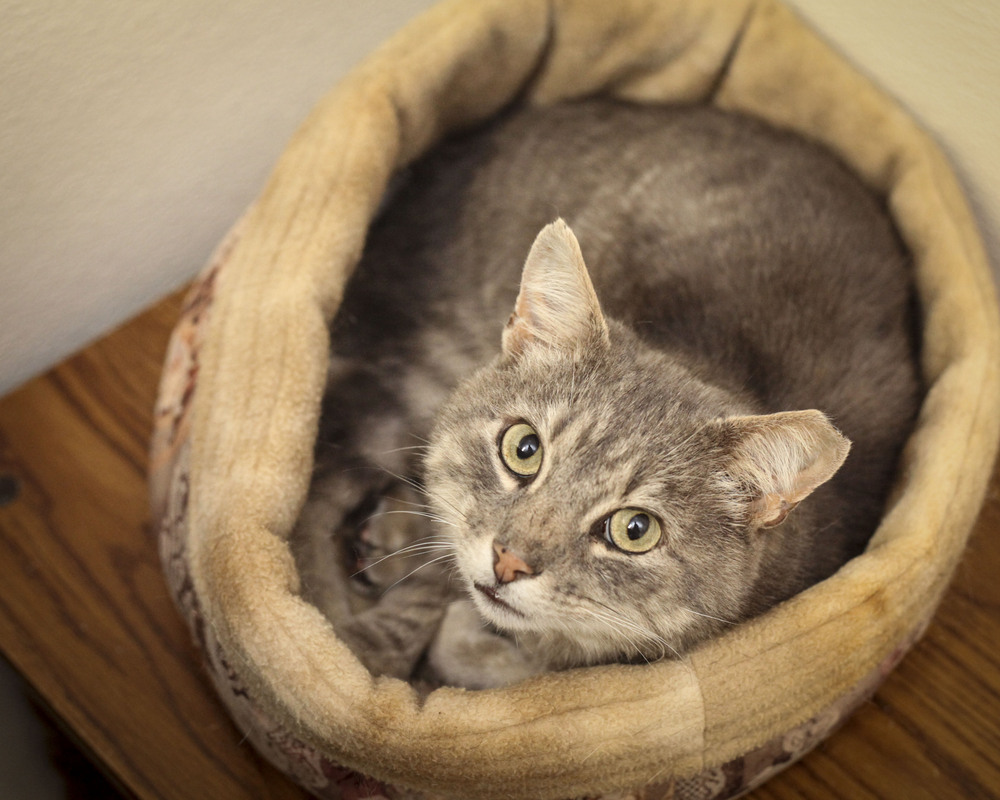 Tigger #4, an adoptable Domestic Medium Hair, Tabby in Westfield, WI, 53964 | Photo Image 3