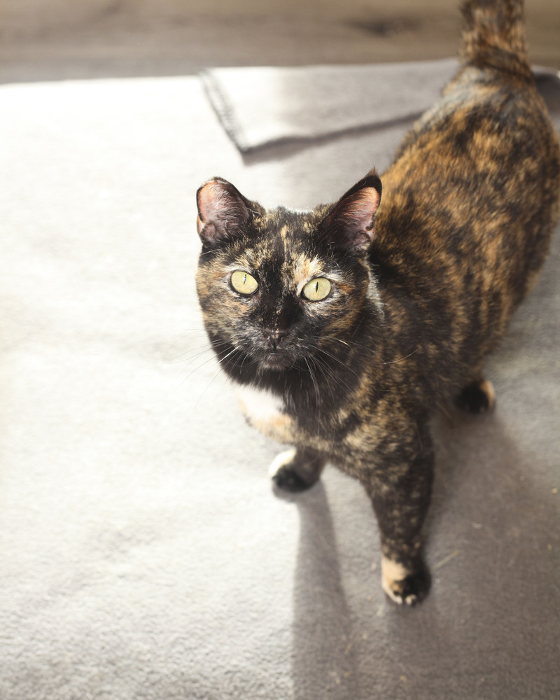 Tippy #8, an adoptable Domestic Short Hair in Westfield, WI, 53964 | Photo Image 1