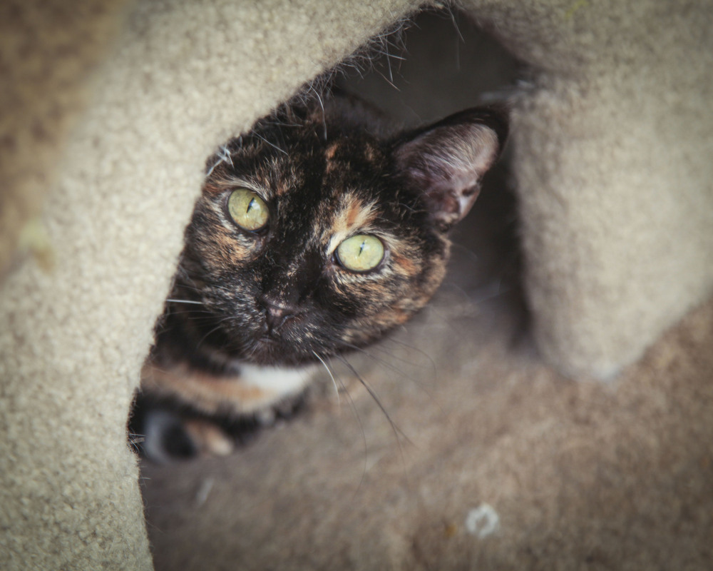 Tippy #8, an adoptable Domestic Short Hair in Westfield, WI, 53964 | Photo Image 3