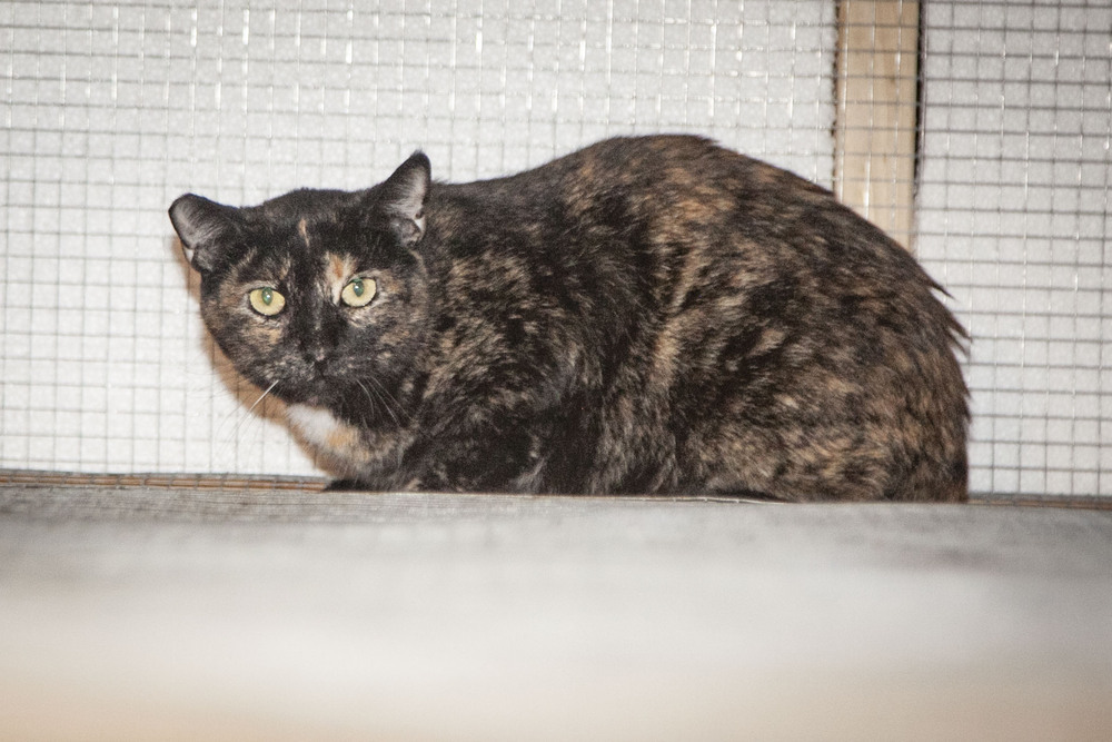 Tippy #8, an adoptable Domestic Short Hair in Westfield, WI, 53964 | Photo Image 6
