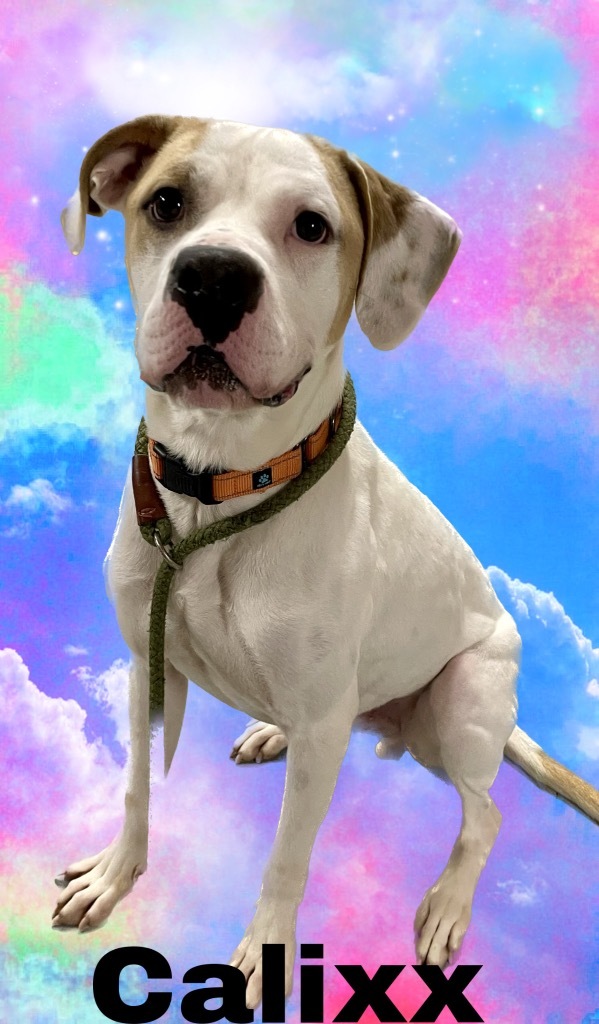 Calixx, an adoptable American Bulldog in Glenfield, NY, 13343 | Photo Image 6