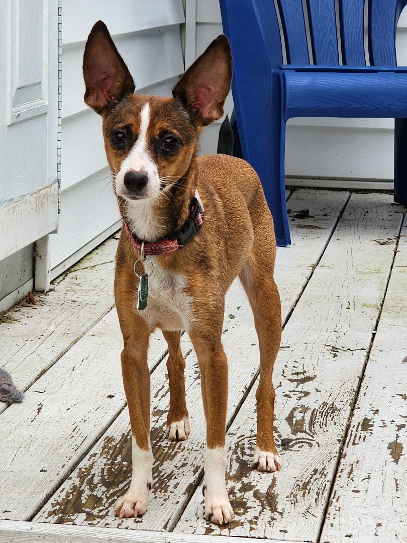 Daisy, an adoptable Italian Greyhound, Chihuahua in Lacona, NY, 13083 | Photo Image 2