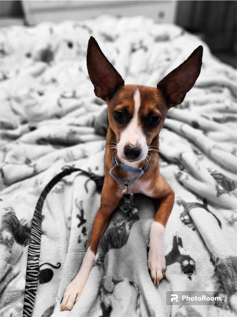 Daisy, an adoptable Italian Greyhound, Chihuahua in Lacona, NY, 13083 | Photo Image 1