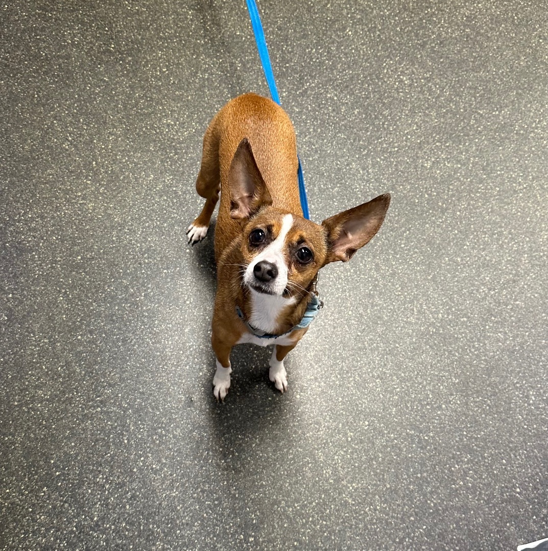Daisy, an adoptable Italian Greyhound, Chihuahua in Lacona, NY, 13083 | Photo Image 6