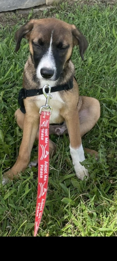 Raphael, an adoptable Shepherd Mix in New York, NY_image-4