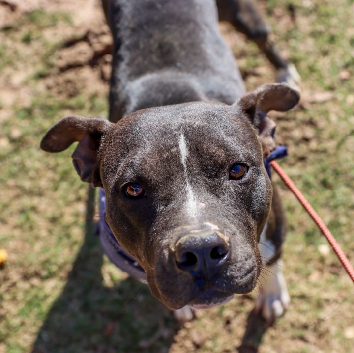 Dog for adoption - Duke, a Staffordshire Bull Terrier in Downers Grove ...