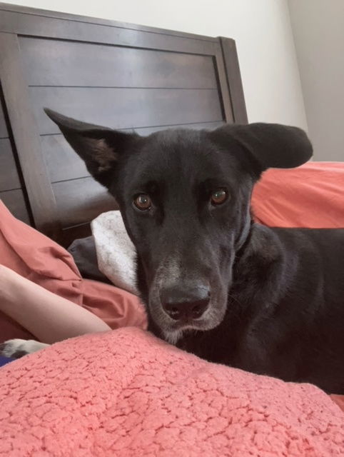 Obi (Courtesy), an adoptable Border Collie, Shepherd in Aurora, CO, 80012 | Photo Image 3