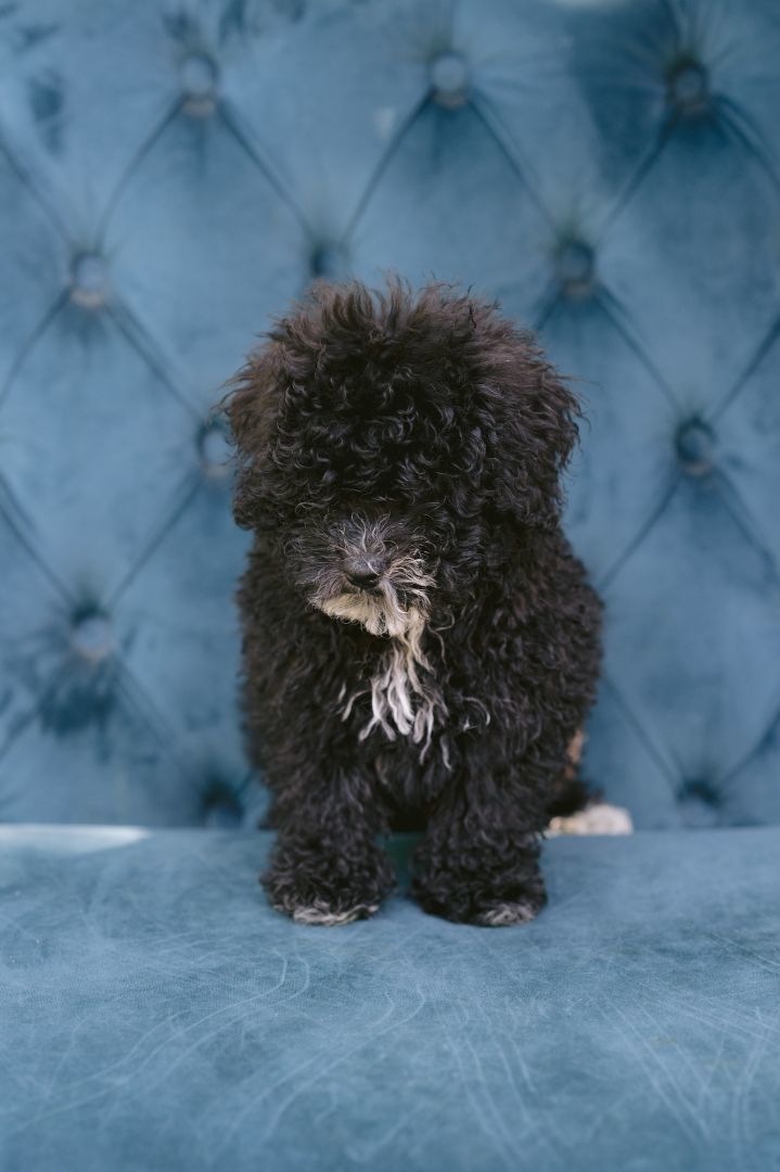 Hydorn, an adopted Poodle in Zionsville, IN_image-1