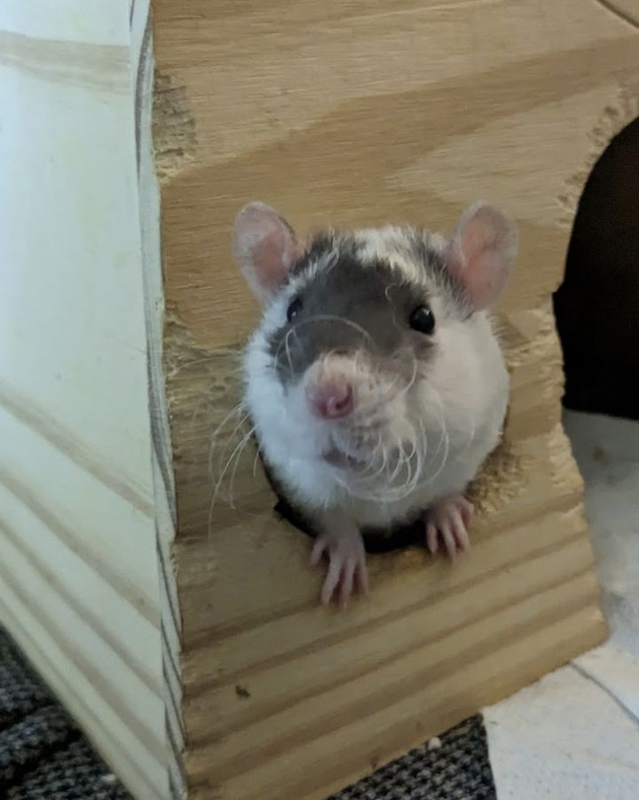 Baby Male Rats 2