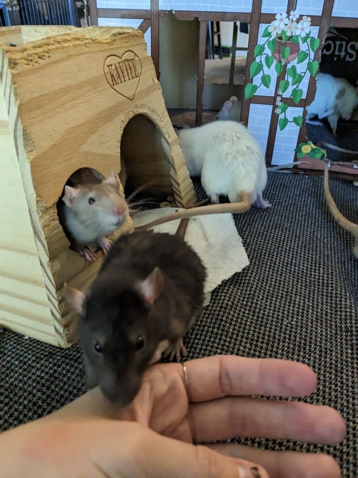 Baby Male Rats 3