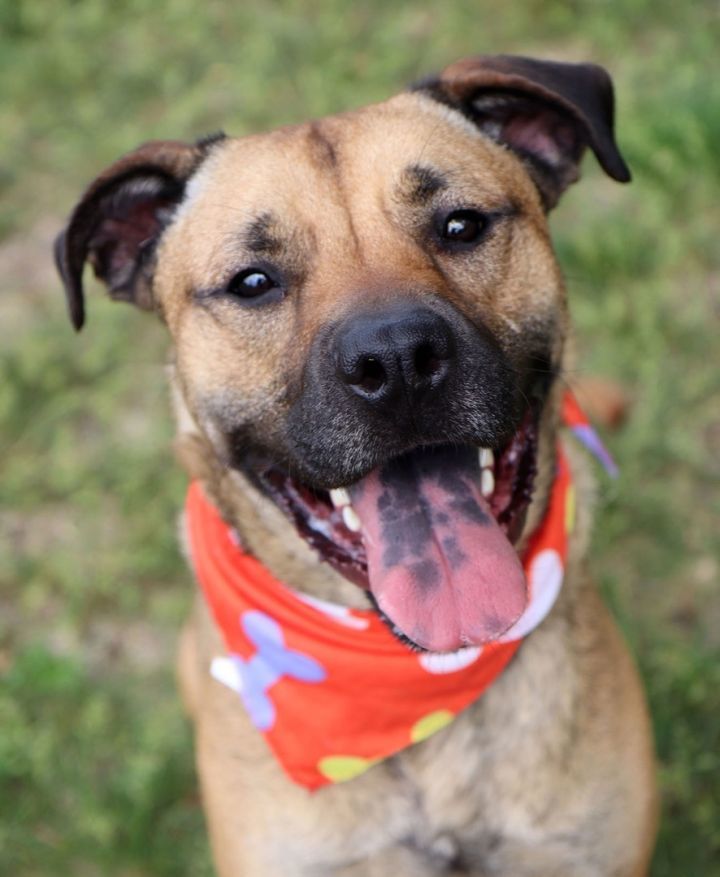 Mack *CL, an adoptable Boxer, Shepherd in Kansas City, MO, 64114 | Photo Image 3