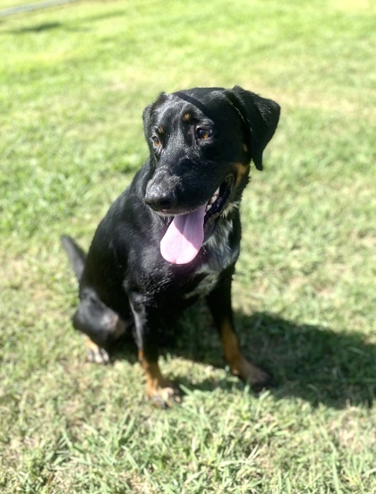 Ward, an adoptable Rottweiler Mix in Gray, LA_image-2