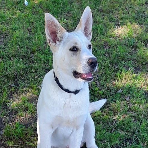 Shiloh