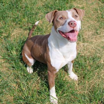 Erna, an adoptable American Staffordshire Terrier Mix in San Marcos, TX_image-1
