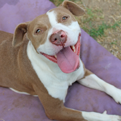Erna, an adoptable American Staffordshire Terrier Mix in San Marcos, TX_image-2