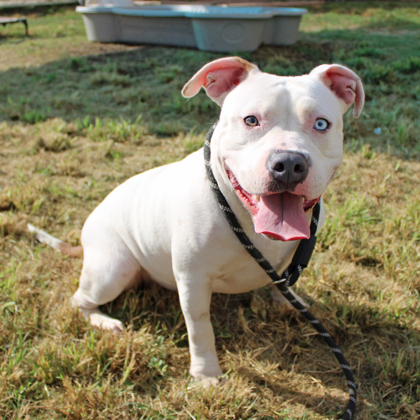 Mercy, an adoptable American Bulldog Mix in San Marcos, TX_image-1