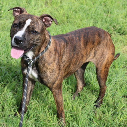 Lost in the Fog, an adoptable American Staffordshire Terrier Mix in San Marcos, TX_image-3
