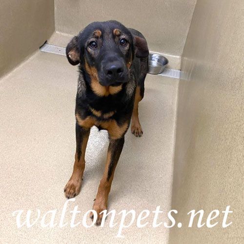 Toby #12959, an adopted German Shepherd Dog Mix in Monroe, GA_image-1