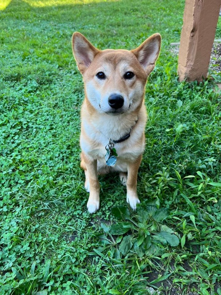 Shiba inu sale petfinder