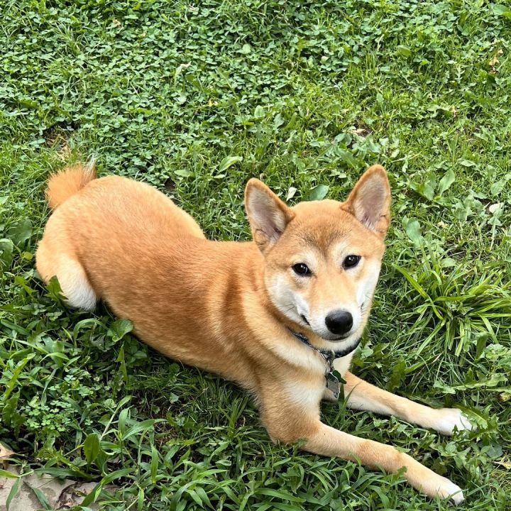 Shiba inu sale petfinder