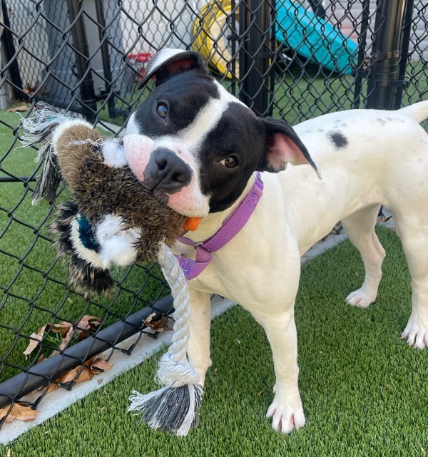 Halle Bailey, an adoptable Boxer in Raleigh, NC, 27610 | Photo Image 1