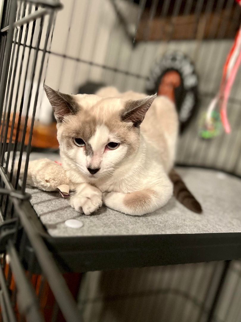 Bryce, an adoptable Snowshoe in Eugene, OR, 97404 | Photo Image 3