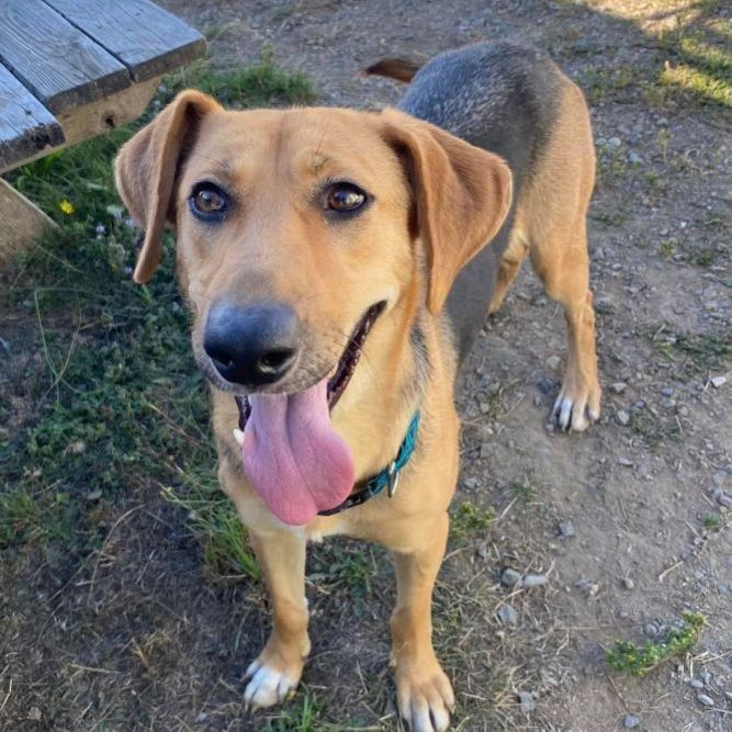 Dog for adoption - Hannah, a Shepherd & Labrador Retriever Mix in ...