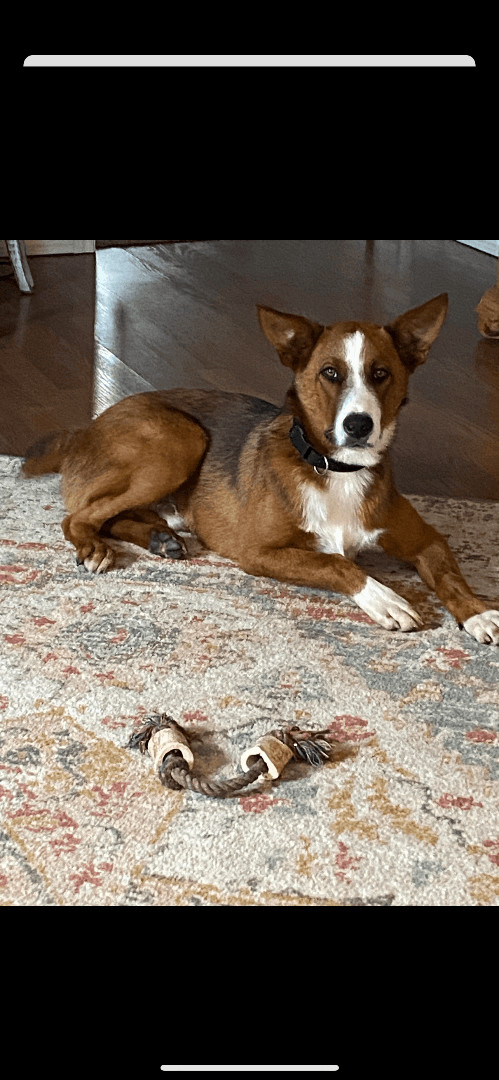 Petfinder mini australian on sale shepherd