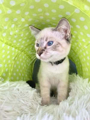 DOB 42023 - - Meet Leo Leo is a little bit of a shy kitty with people at first Although