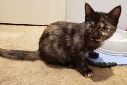 XO is a female DSH who was born approximately 9272020 She loves to run around and play with her k