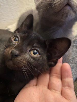 DSH born 21023 Monica full of curiosity and adventurous spiritsassy TO 