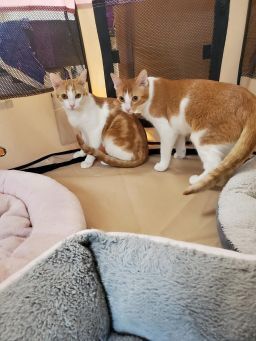 Sunflower and Marigold (Bonded Pair) Domestic Short Hair Cat