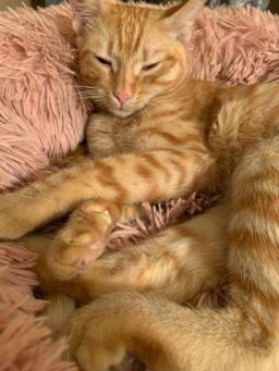 Ginger Domestic Short Hair Cat
