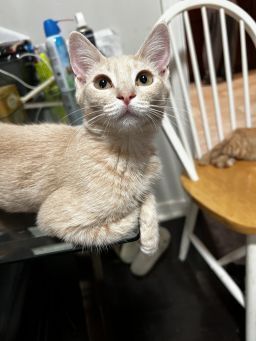 Creamy Domestic Short Hair Cat